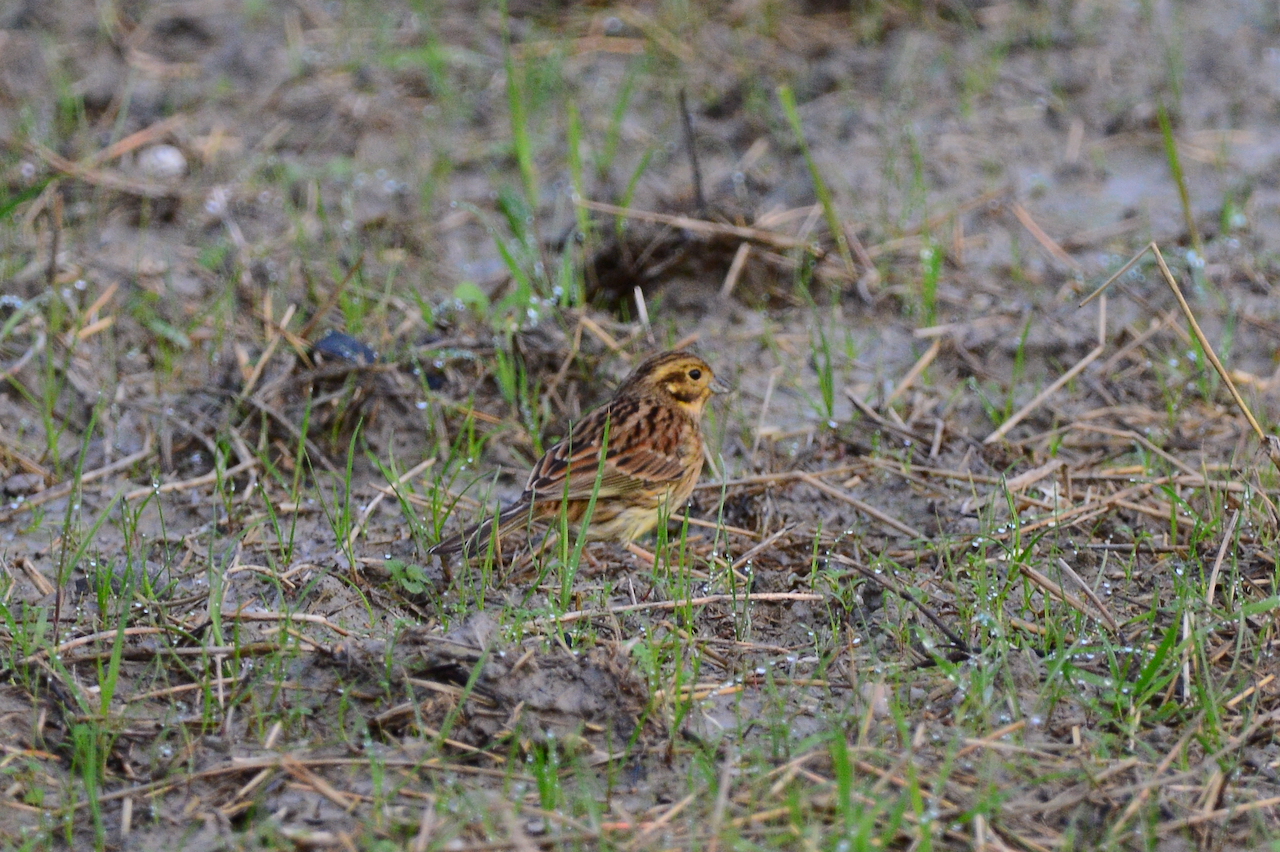 Emberiza citrinella Emberiza citrinella
